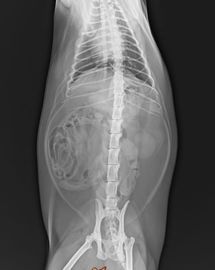 ฟิล์มสีแห้งใส Konida X Ray, Fuji Medical Diagnostic Imaging